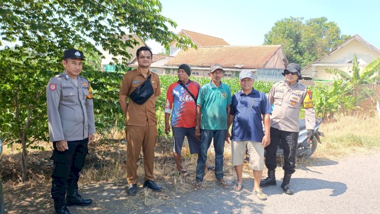 Polsek Balongbendo Ajak Petani Perhatikan Perkembangan Jagung Hibrida di Desa Singkalan
