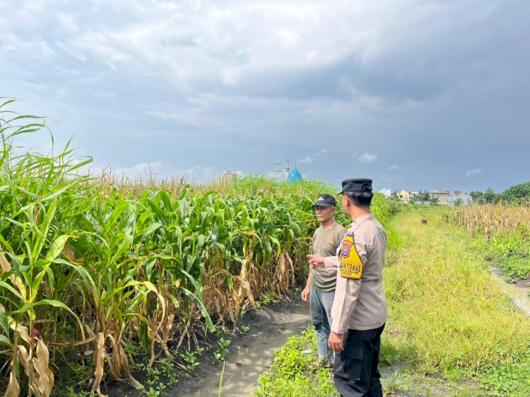 Polisi Sambangi Petani Jagung di Sepanjang, Hadirkan Semangat Baru untuk Ketahanan Pangan