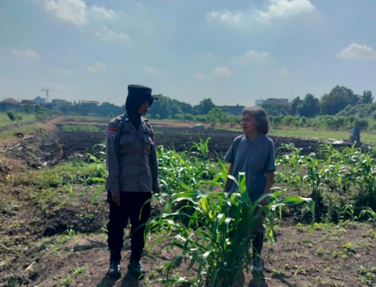 Program Ketahanan Pangan, Polsek Taman Cek Pertumbuhan Jagung di Lahan Lingkar Mas