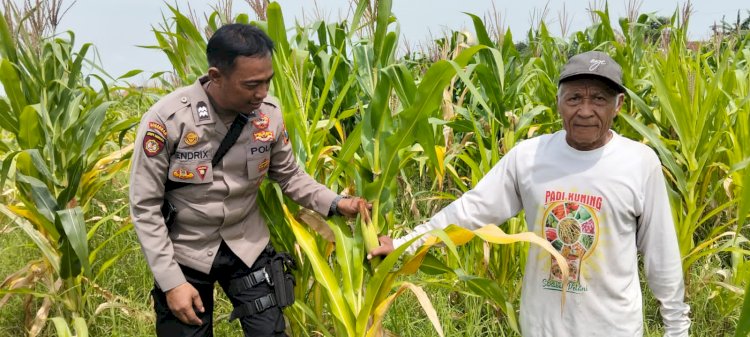Dukung Ketahanan Pangan, Polsek Tulangan Monitoring Tanaman Jagung di Desa Kemantren