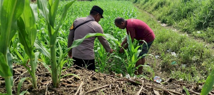 Bhabinkamtibmas Polsek Jabon Pantau Pertumbuhan Jagung di Desa Trompoasri, Wujud Jalankan Ketahanan Pangan