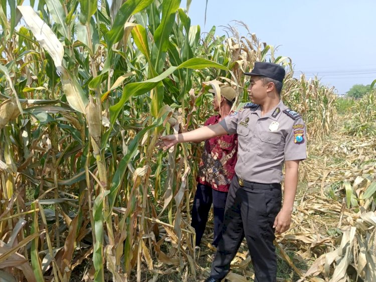 Wujud Ketahanan Pangan dari Kolaborasi Polisi dan Petani di Kecamatan Tarik