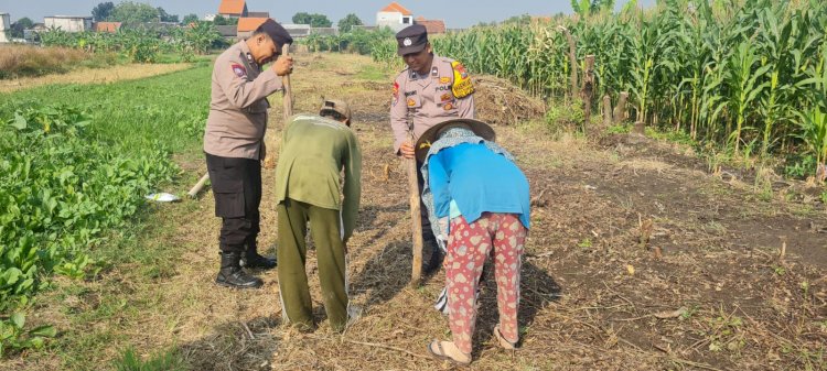 Polsek Candi Serahkan Bibit Jagung Hibrida Perkasa kepada Petani, Perkuat Ketahanan Pangan di Sidoarjo