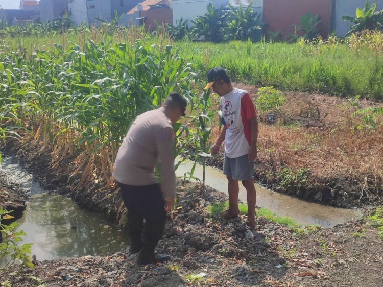 Polsek Sedati Pantau Perkembangan Tanaman Jagung di Desa Betro