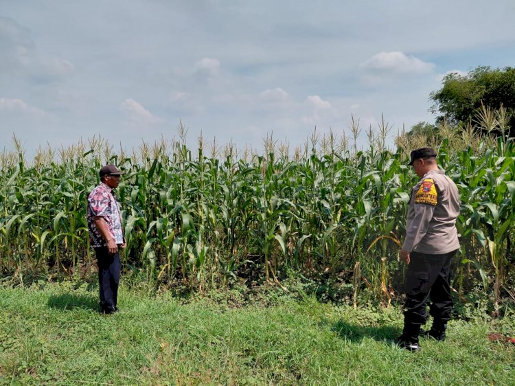 Dukung Ketahanan Pangan, Polsek Tulangan Gandeng Petani Optimalkan Tanaman Jagung Agar Berhasil