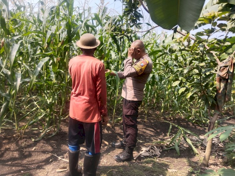 Polresta Sidoarjo Perkuat Swasembada Pangan, Dampingi Petani Buduran Kelola Jagung Hibrida Demi Ketahanan Pangan Nasional