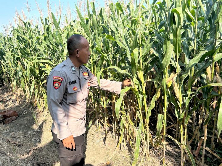 Polresta Sidoarjo Perkuat Swasembada Pangan, Bhabinkamtibmas Prambon Kawal Pertumbuhan Jagung Menuju Panen Produktif