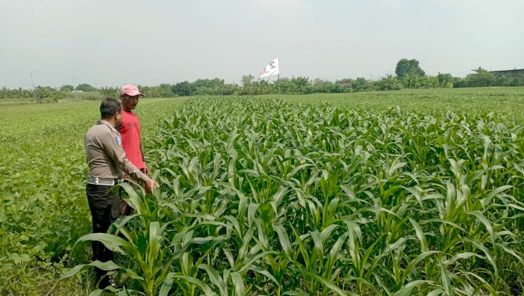 Polsek Wonoayu dan Petani Optimalkan Lahan Jagung