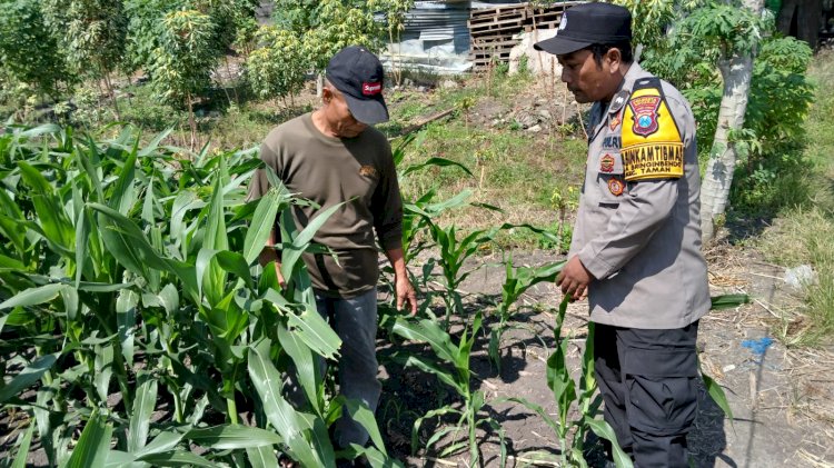 Bhabinkamtibmas Polsek Taman Patroli Lahan Jagung, Perkuat Dukungan Ketahanan Pangan