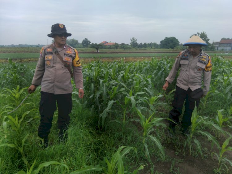 Polisi Cinta Petani, Kanit Binmas Polsek Krembung Rawat Jagung Hibrida untuk Perkuat Ketahanan Pangan dan Swasembada Pangan di Sidoarjo