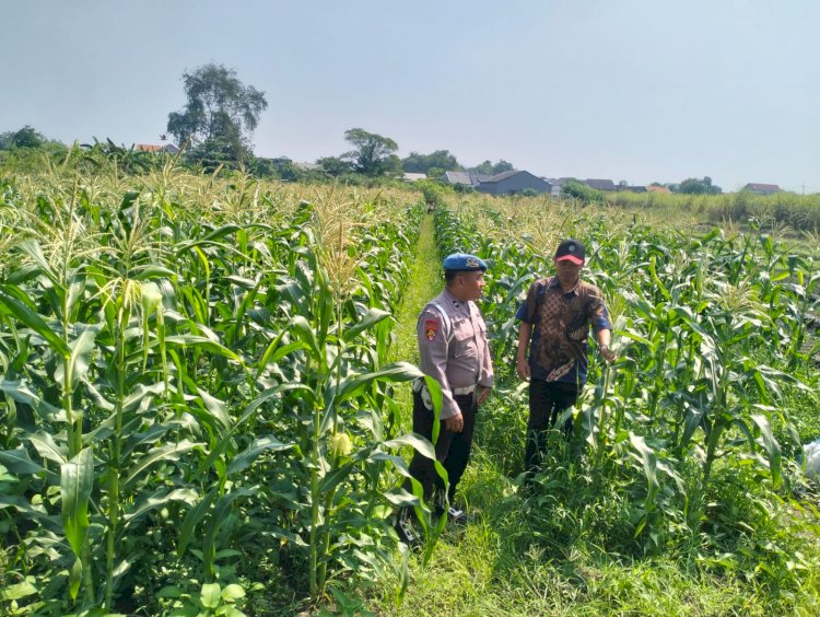 Bhabinkamtibmas Polsek Krian Dampingi Petani Jagung, Wujud Nyata dukungan Ketahanan Pangan Bergizi di Desa Gamping Krian