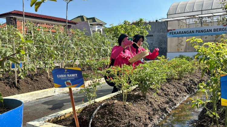 Panen Berkala Bhayangkari Cabang Kota Sidoarjo Dukung Ketahanan Pangan