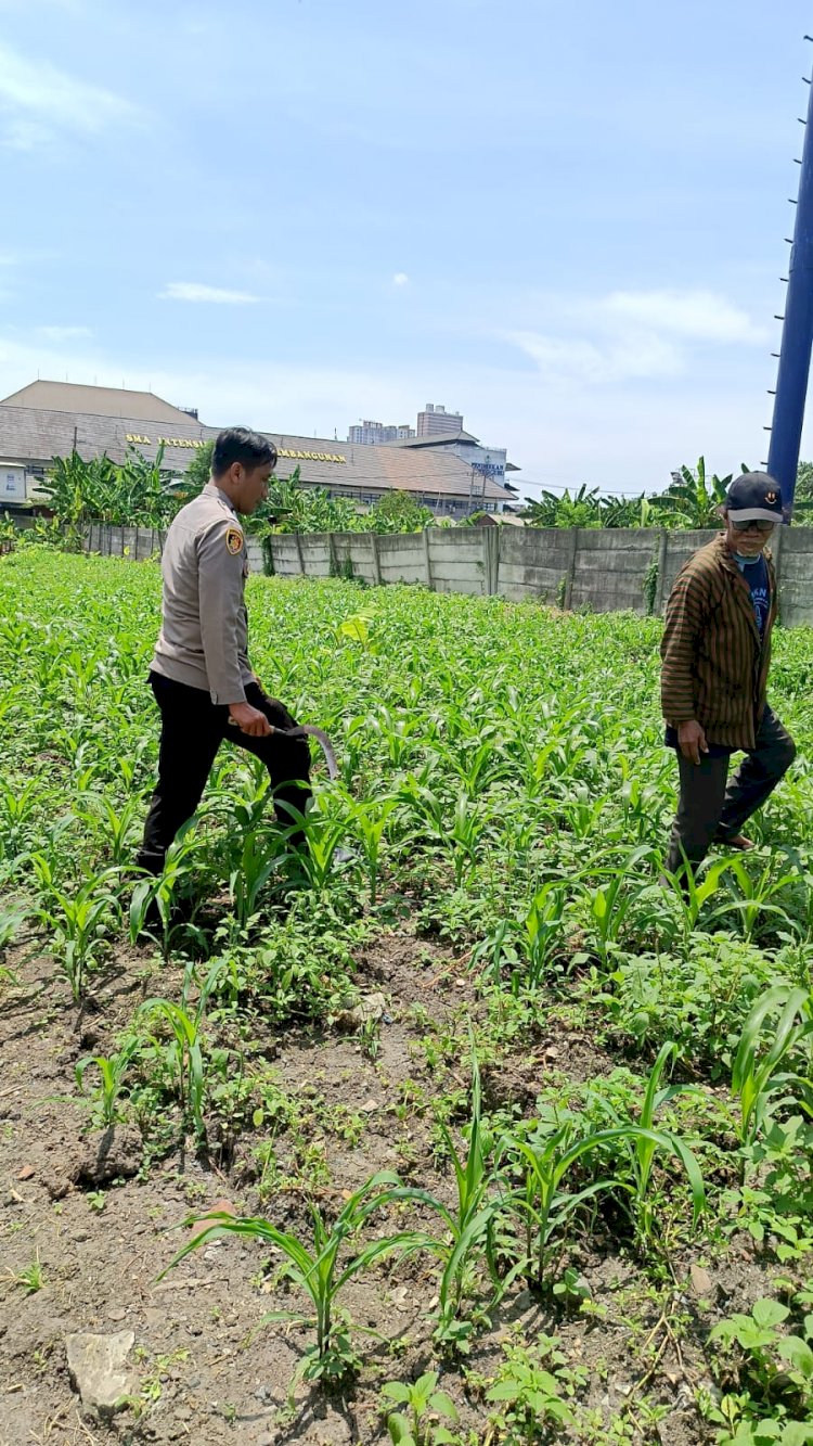 Polresta Sidoarjo Perkuat Gerakan Swasembada Pangan, Polsek Waru Dampingi Petani Jagung Demi Panen Maksimal