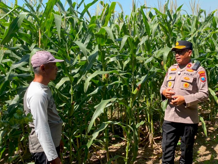 Dukung Swasembada Pangan, Kapolsek Balongbendo Cek Lahan Jagung Hibrida Siap Panen
